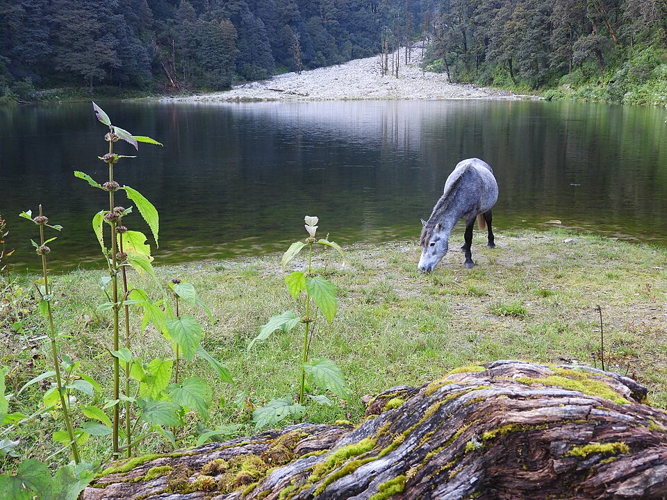Dodital Trek